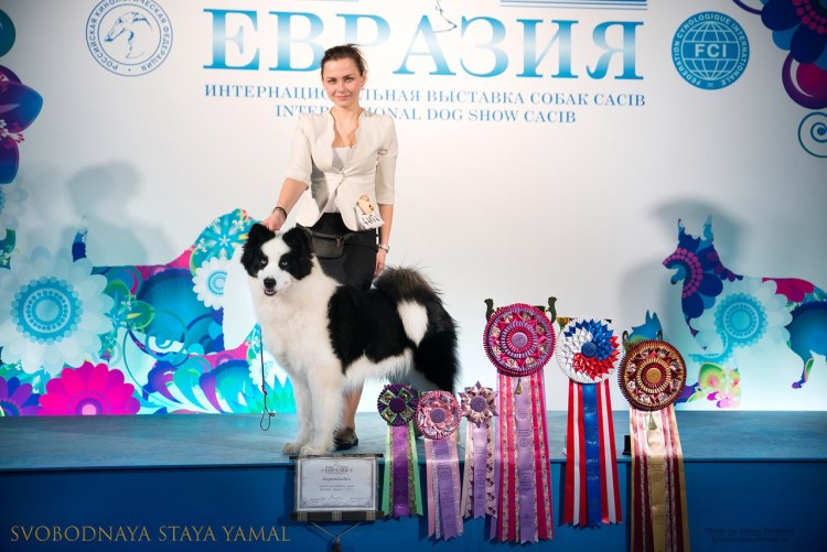 Монопородные выставки Якутская лайка