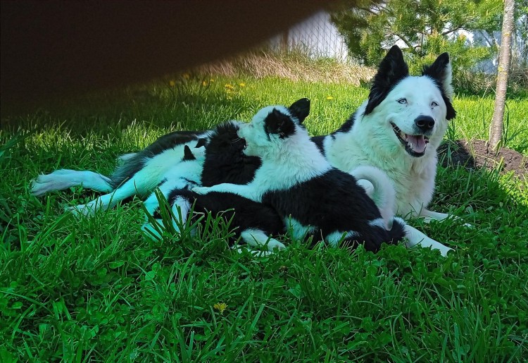 Подстриженный самоед