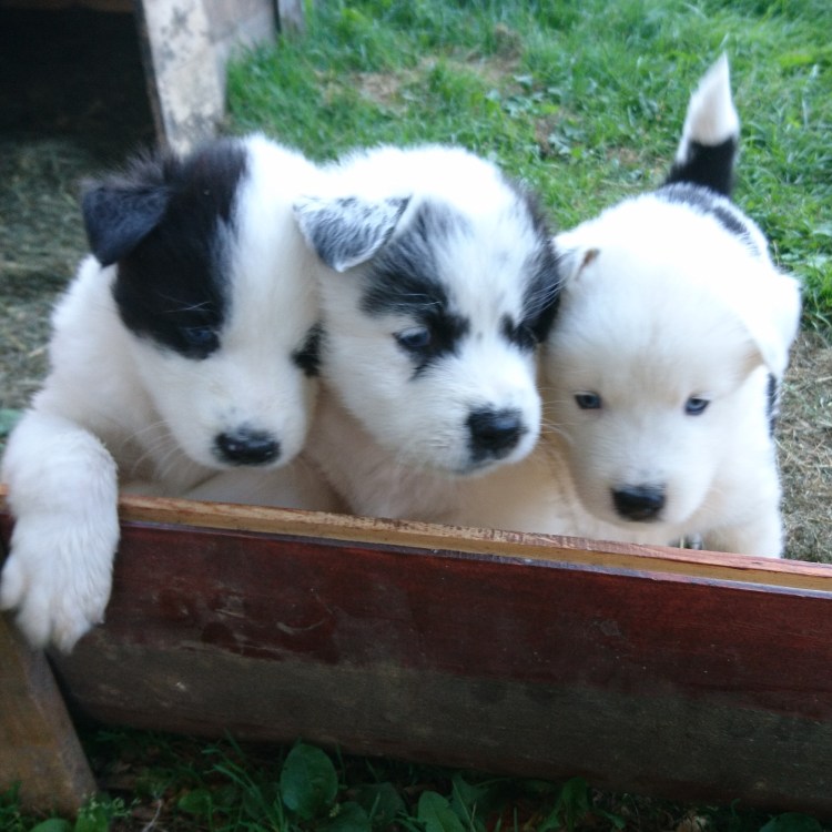 Популярные породы собак 2022