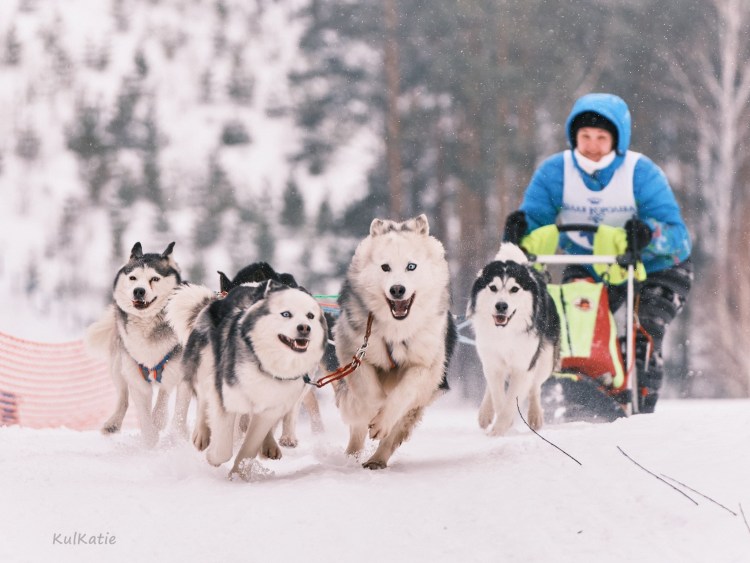 Якутская лайка белая