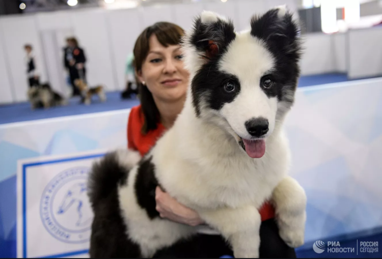 Выставка собак в Якутске 2020