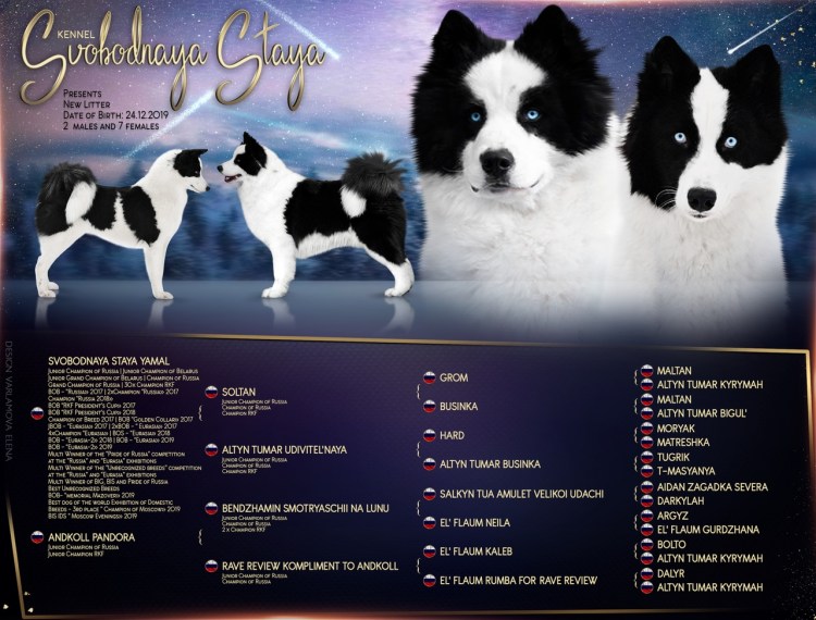 Якутская лайка