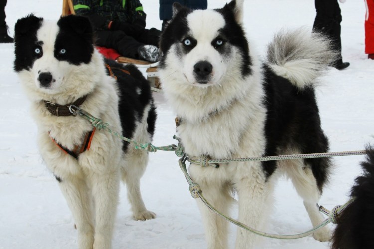 Якутская ездовая лайка
