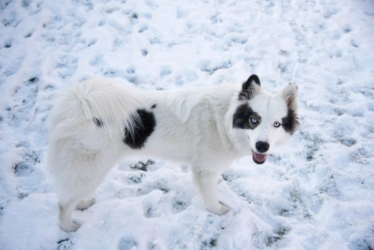 Якутская лайка в упряжке