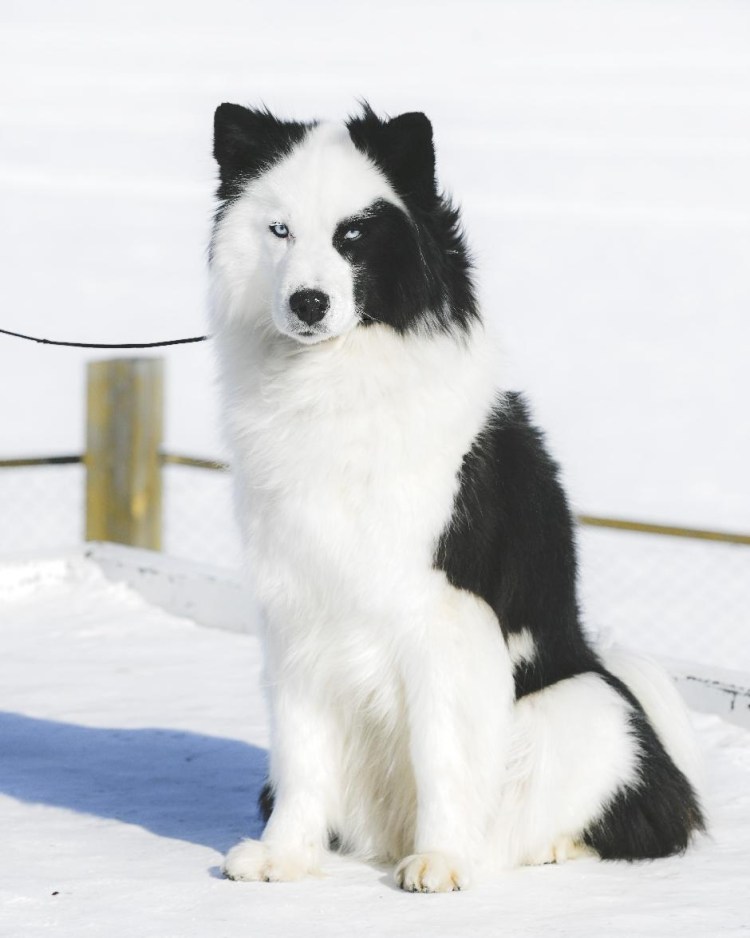 Непризнанные породы собак FCI