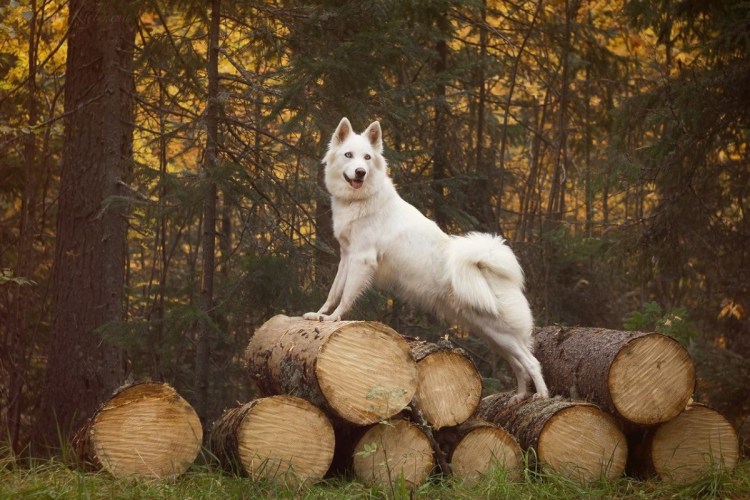 Якутская лайка белая с очками