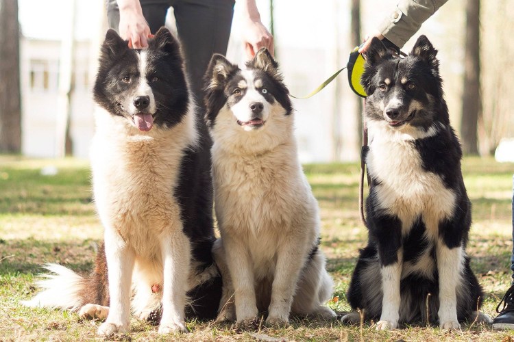 Маламут и самоед