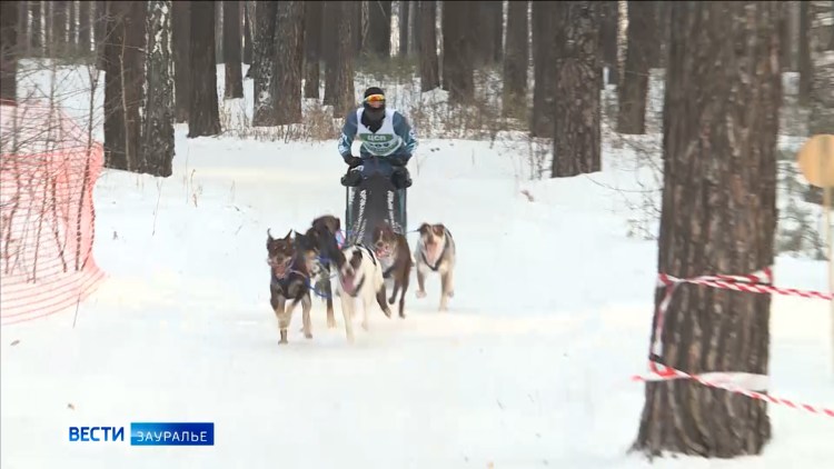 Ездовая Якутская лайка рыжая