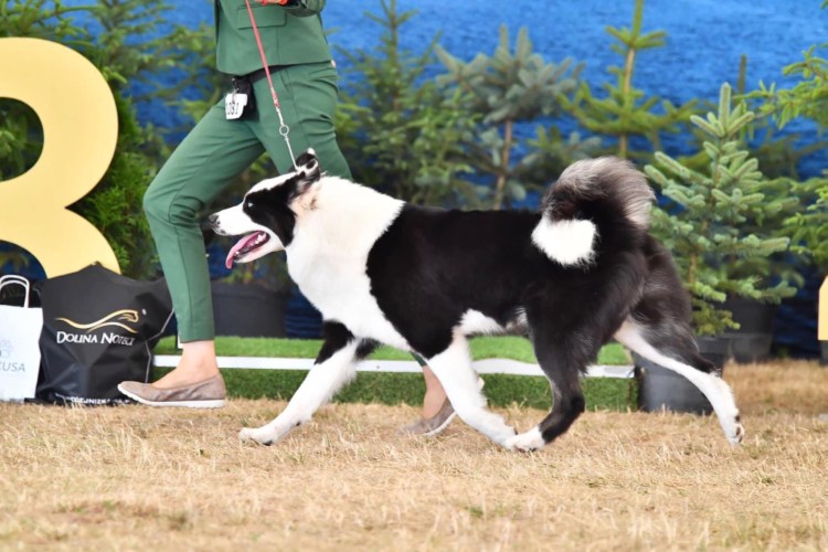 Якутская лайка