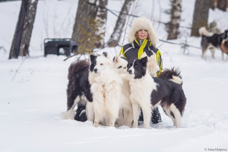 Якутская лайка щенки 1 месяц