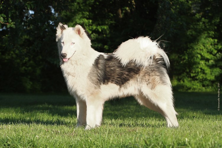 Якутская оленегонная лайка