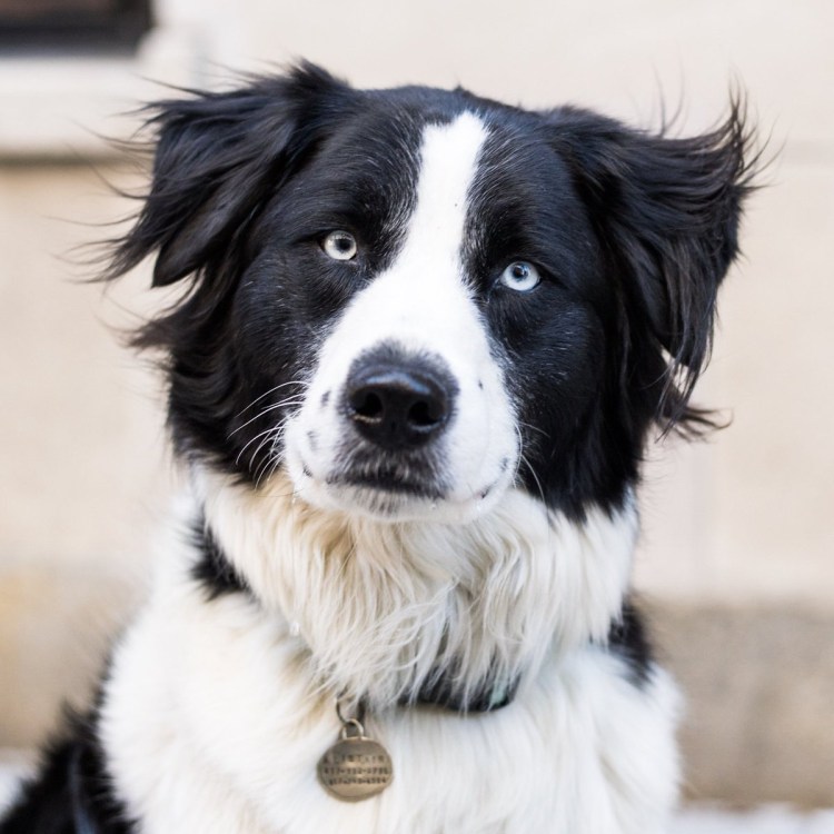 Помесь бордер колли