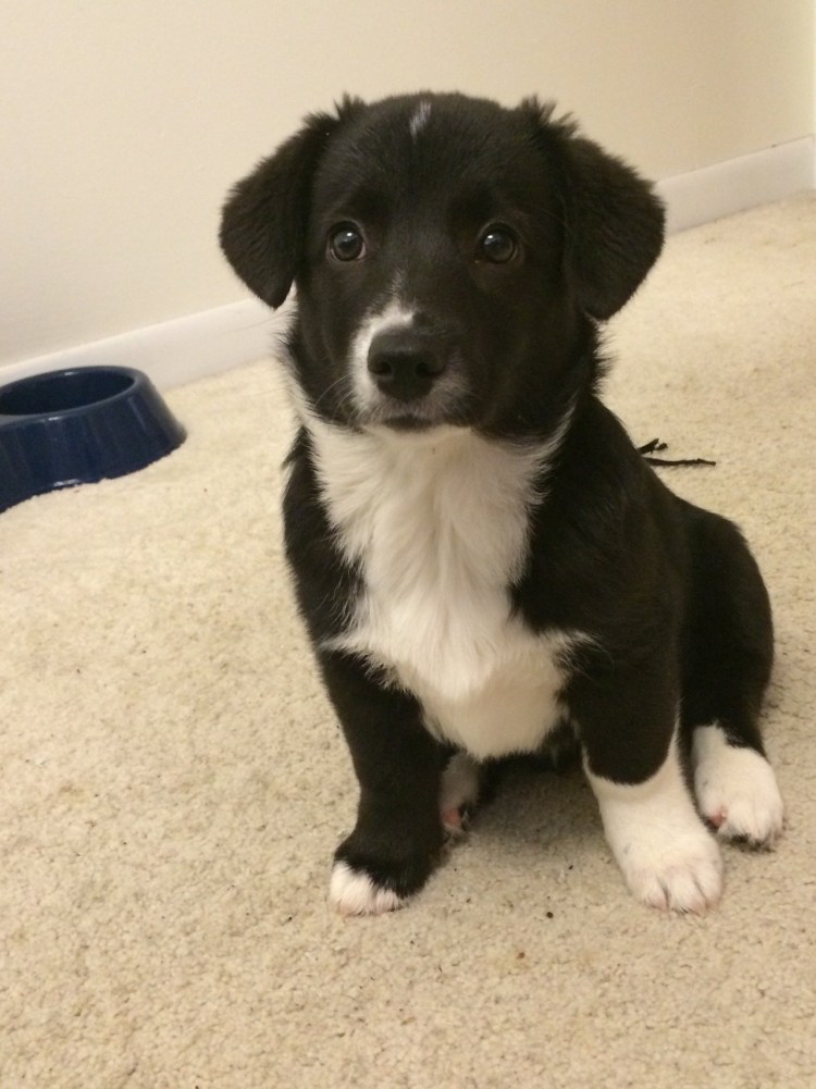 Метис бордер колли