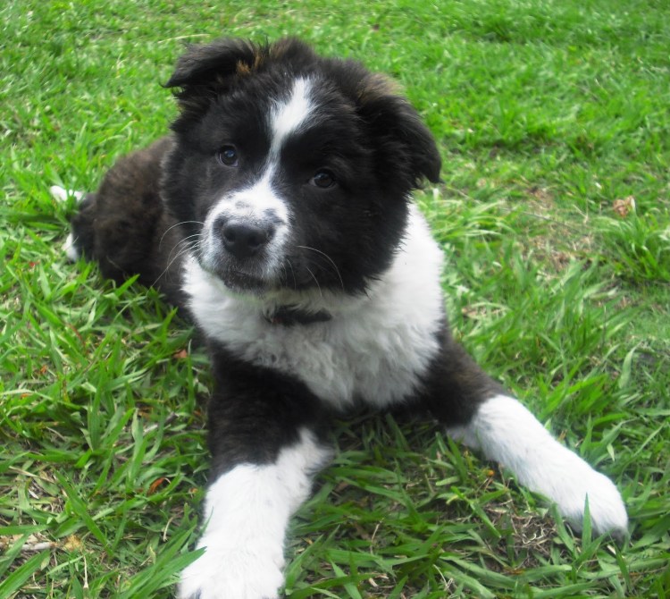 Метис бордер колли