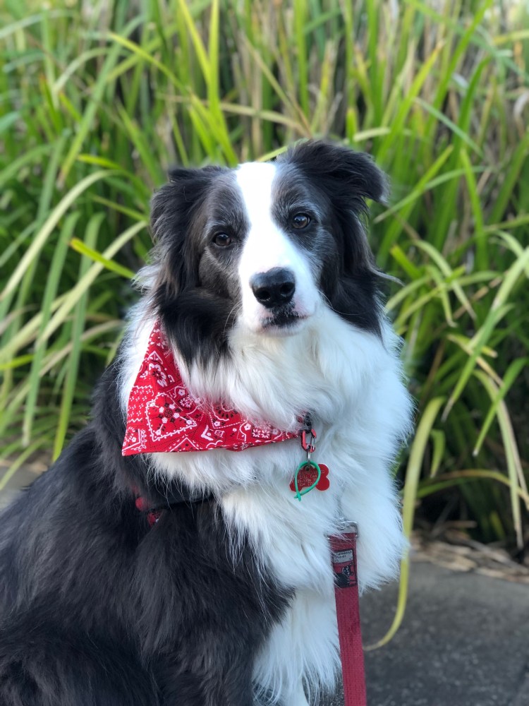 Метис бордер колли и лайки