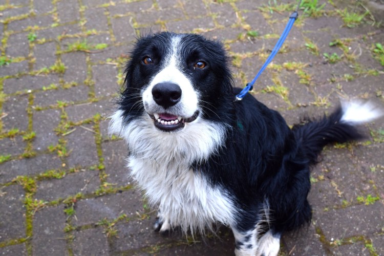 Австралийская бордер колли