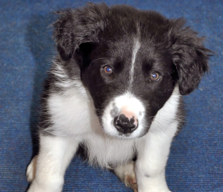 Бордер колли короткошерстный