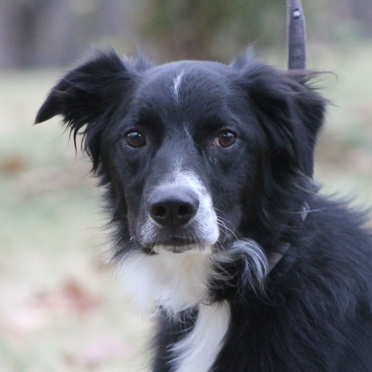 Метис бордер колли