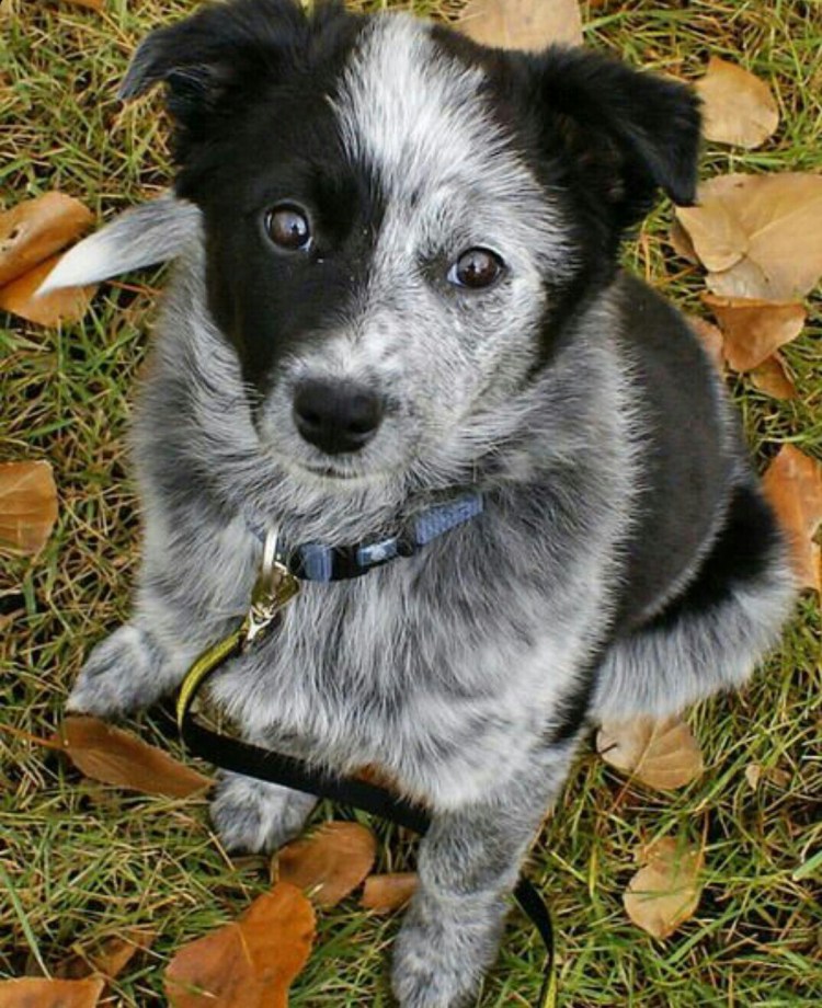 Бордер колли и ретривер