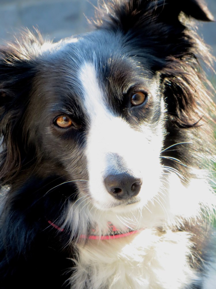 Бордер колли дворняжка