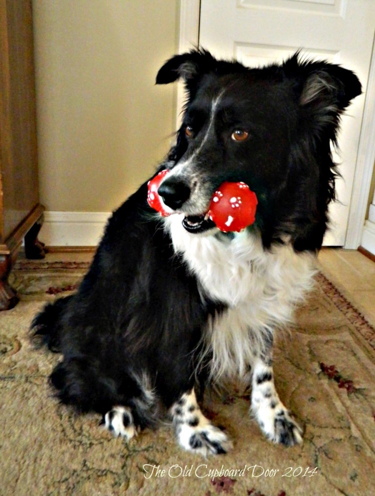 Бордер колли дворняжка