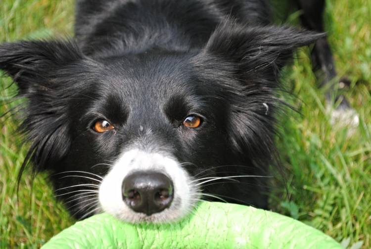 Смесь колли с бордоским догом