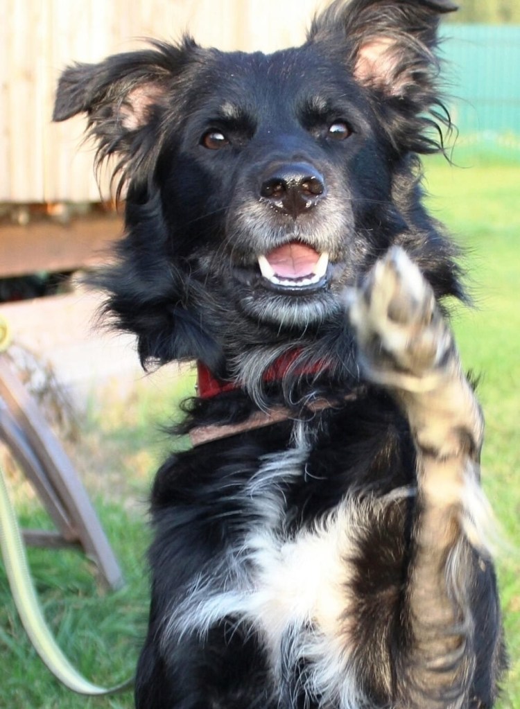 Метис бордер колли и лайки