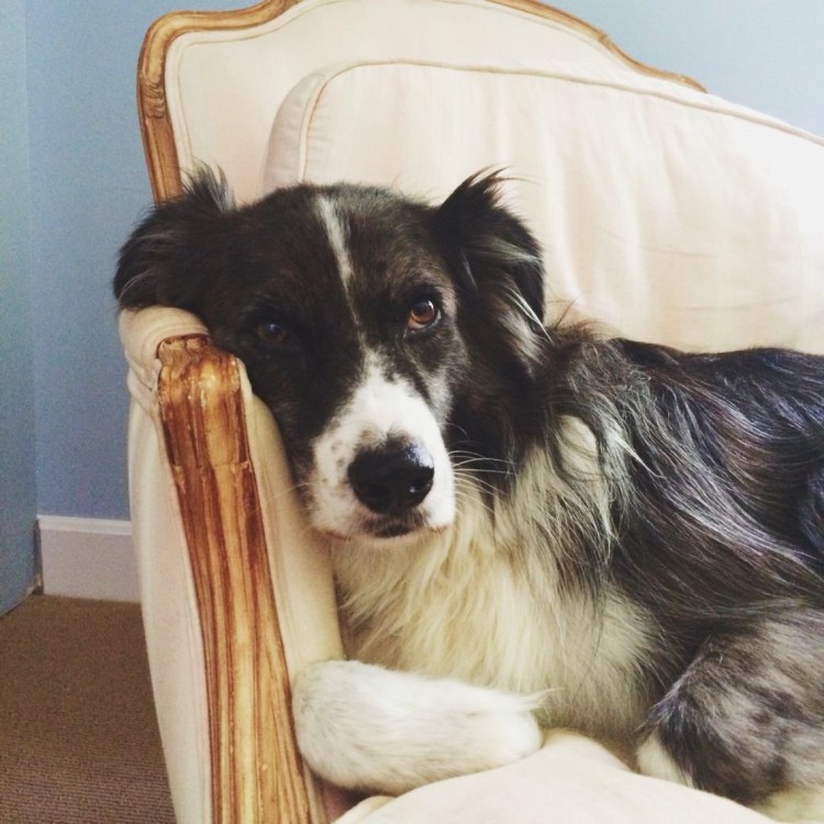 Метис бордер колли