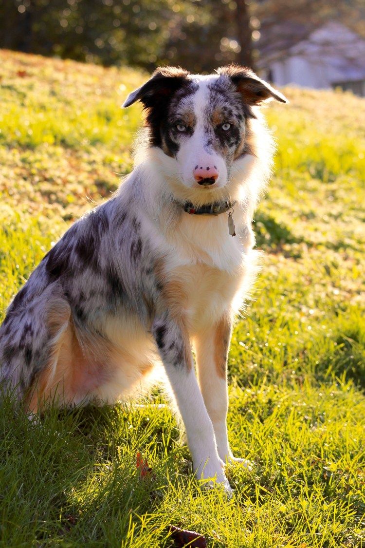 Метис бордер колли