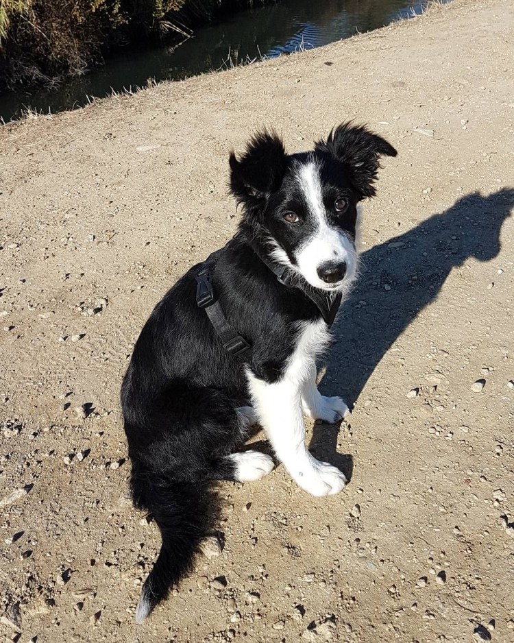 Метис бордер колли