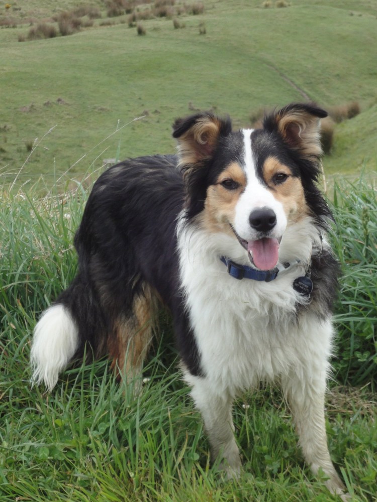 Метис колли