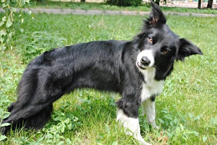 Бордер колли черный