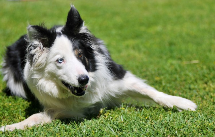 Метис бордер колли