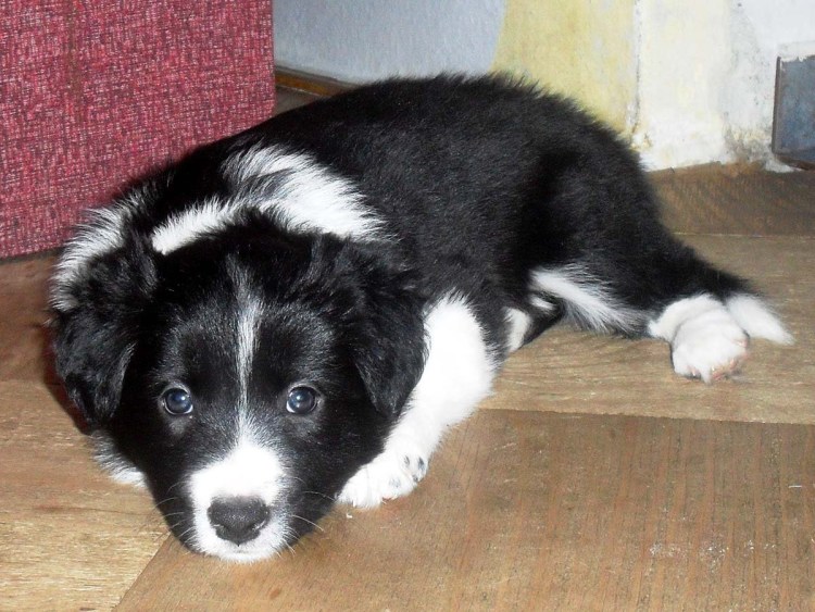 Щенок бордер колли 1 месяц