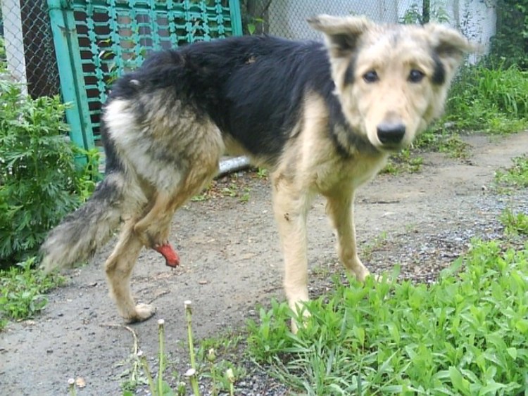 Метис ротвейлера