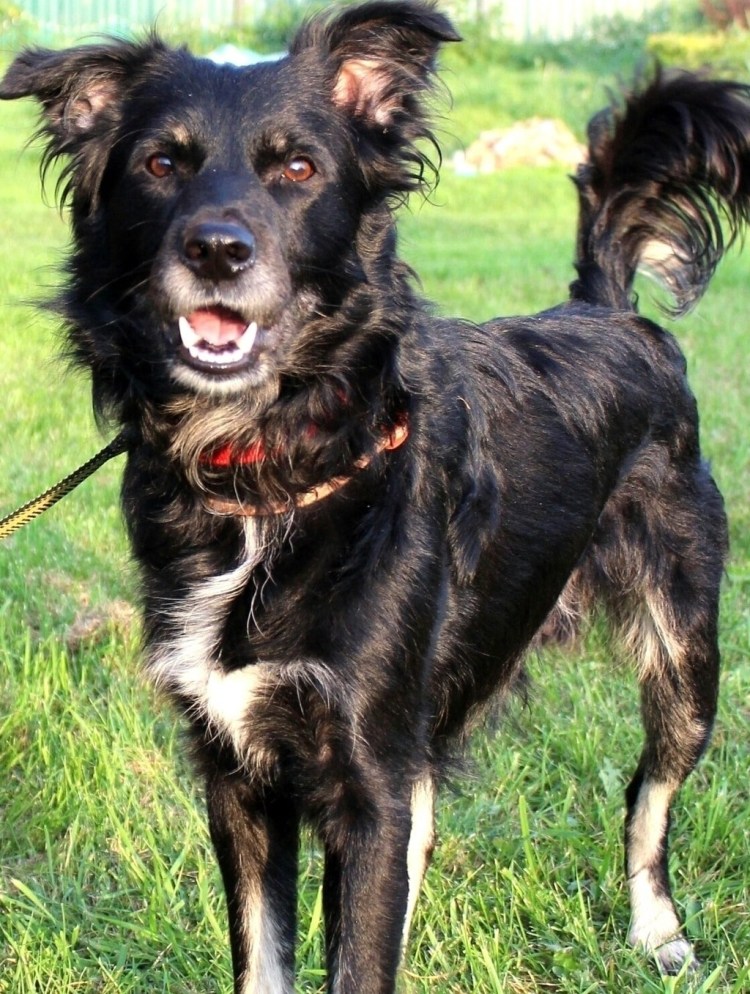 Бордер колли черный мрамор