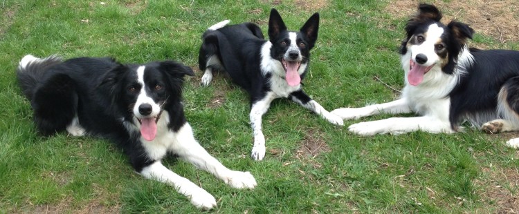 Австралийская овчарка аусси метис