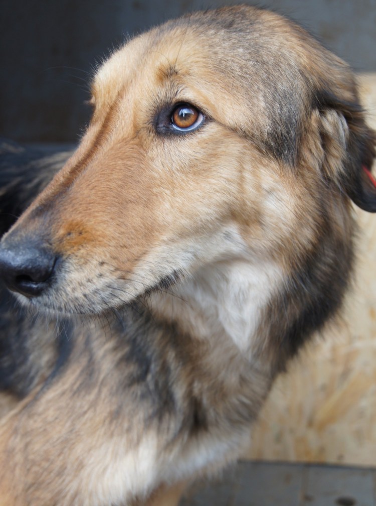 Метисы бордер колли черные