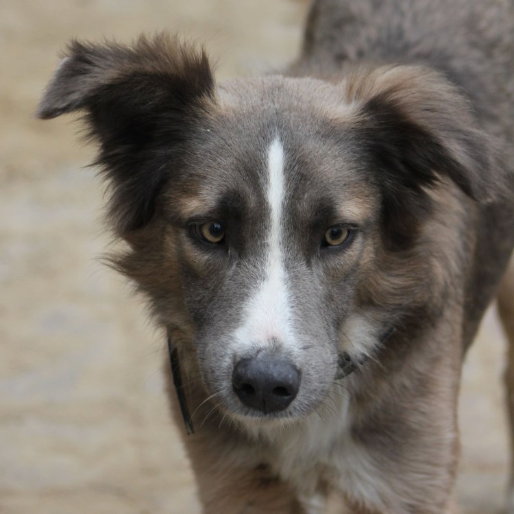 Чистокровный двортерьер