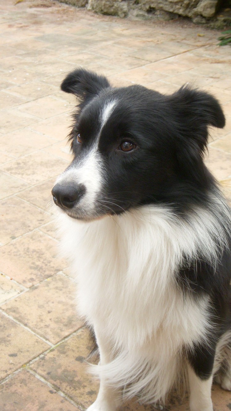 Метис бордер колли и лайки