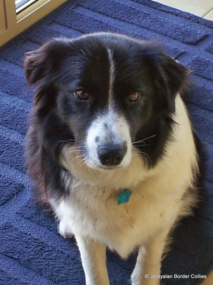 Метис бордер колли