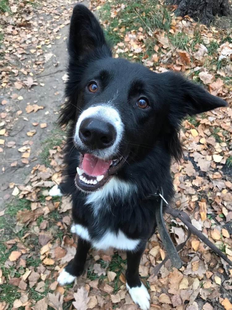 Бордер колли дворняжка