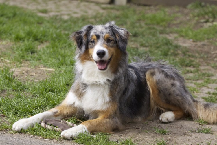 Метис лабрадора и дворняги