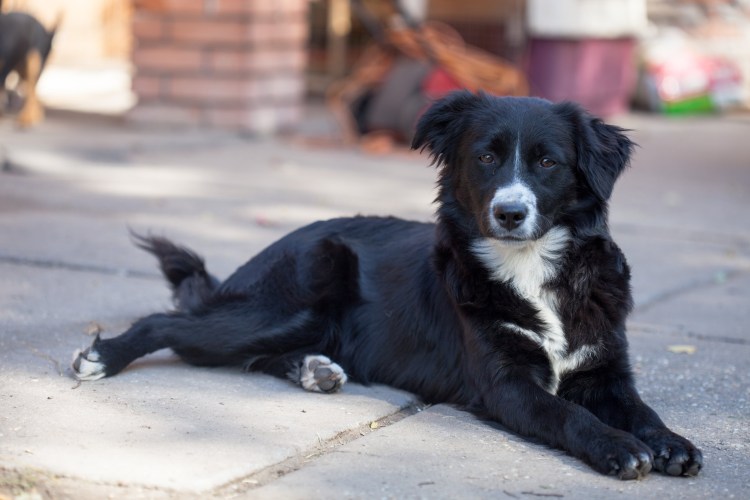 Бордер колли дворняжка