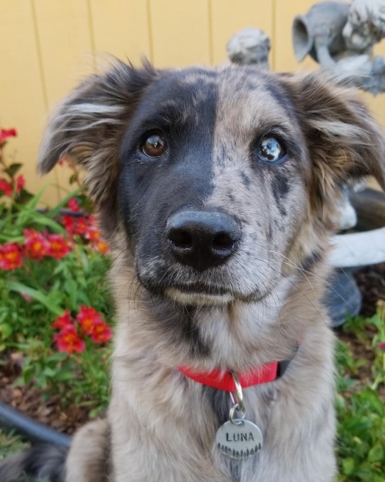 Метис бордер колли и овчарки