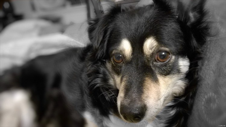 Метис бордер колли