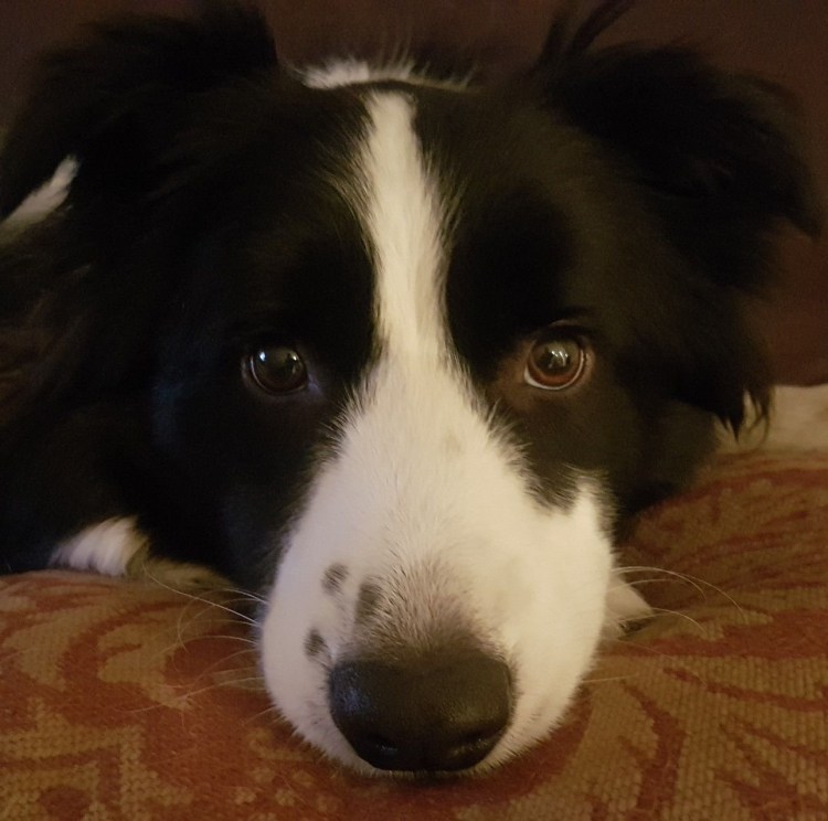 Метис бордер колли