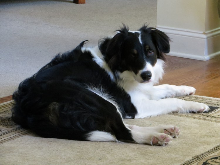Метис бордер колли