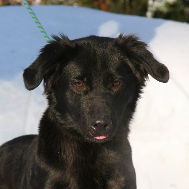 Бордер колли и корги