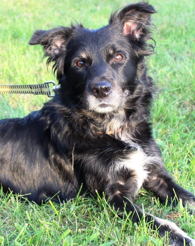 Помесь бордер колли